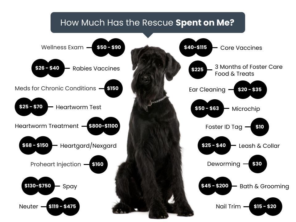 HTZ-Giant-Schnauzer-Rescue-Fee-Graphic